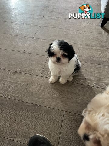 Beautiful Maltese Shitzu Puppies Ready for Forever Home