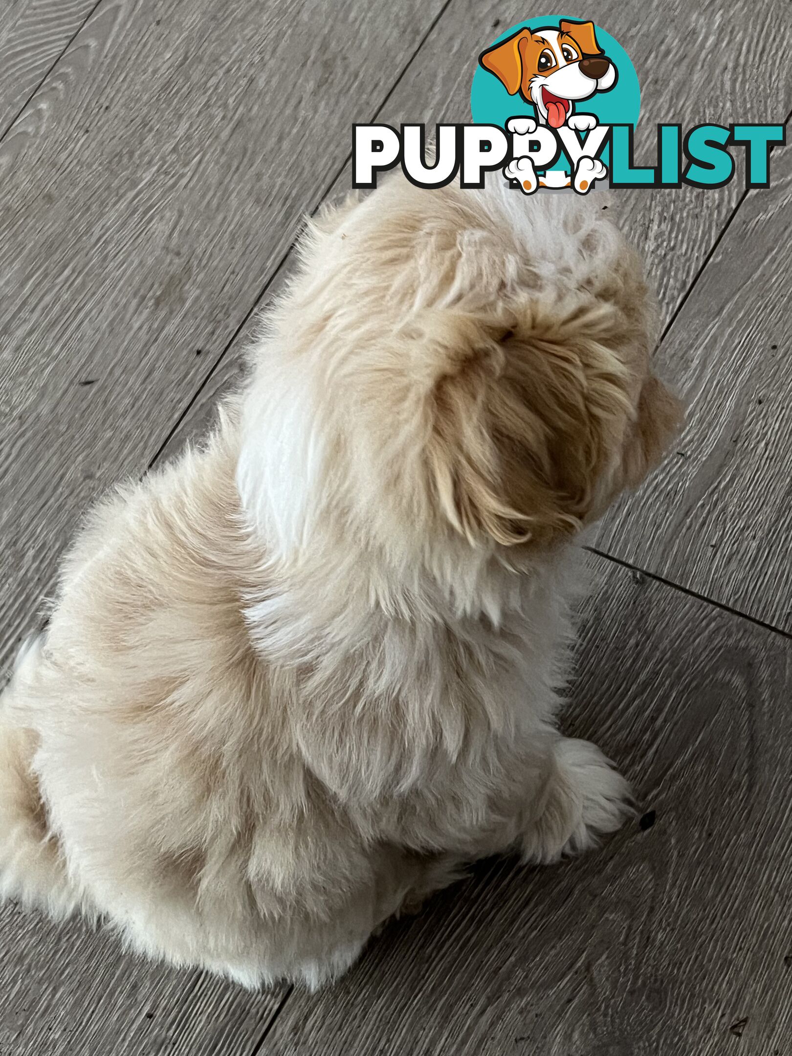 Beautiful Maltese Shitzu Puppies Ready for Forever Home