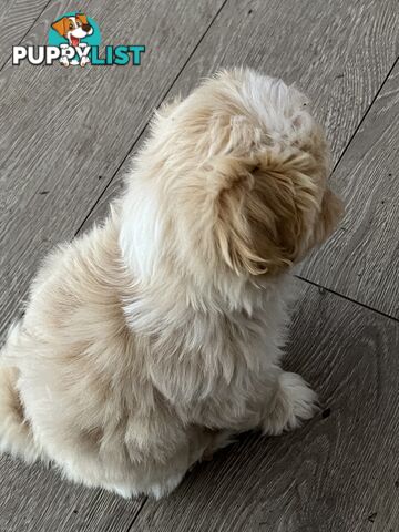 Beautiful Maltese Shitzu Puppies Ready for Forever Home