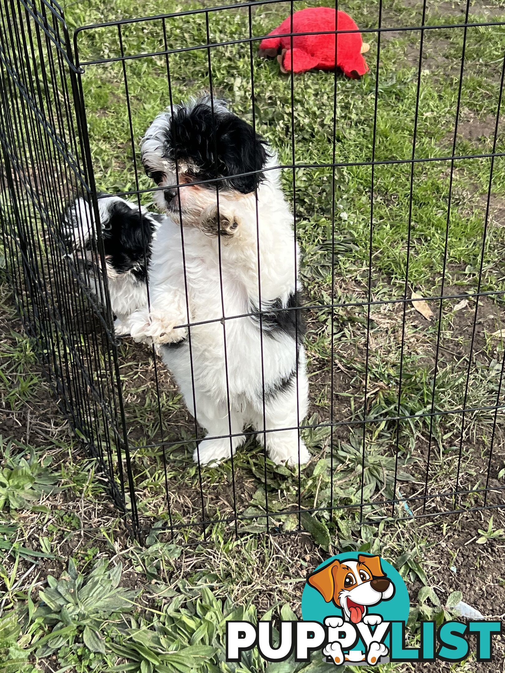 Beautiful Maltese Shitzu Puppies Ready for Forever Home