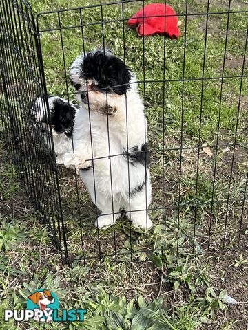 Beautiful Maltese Shitzu Puppies Ready for Forever Home