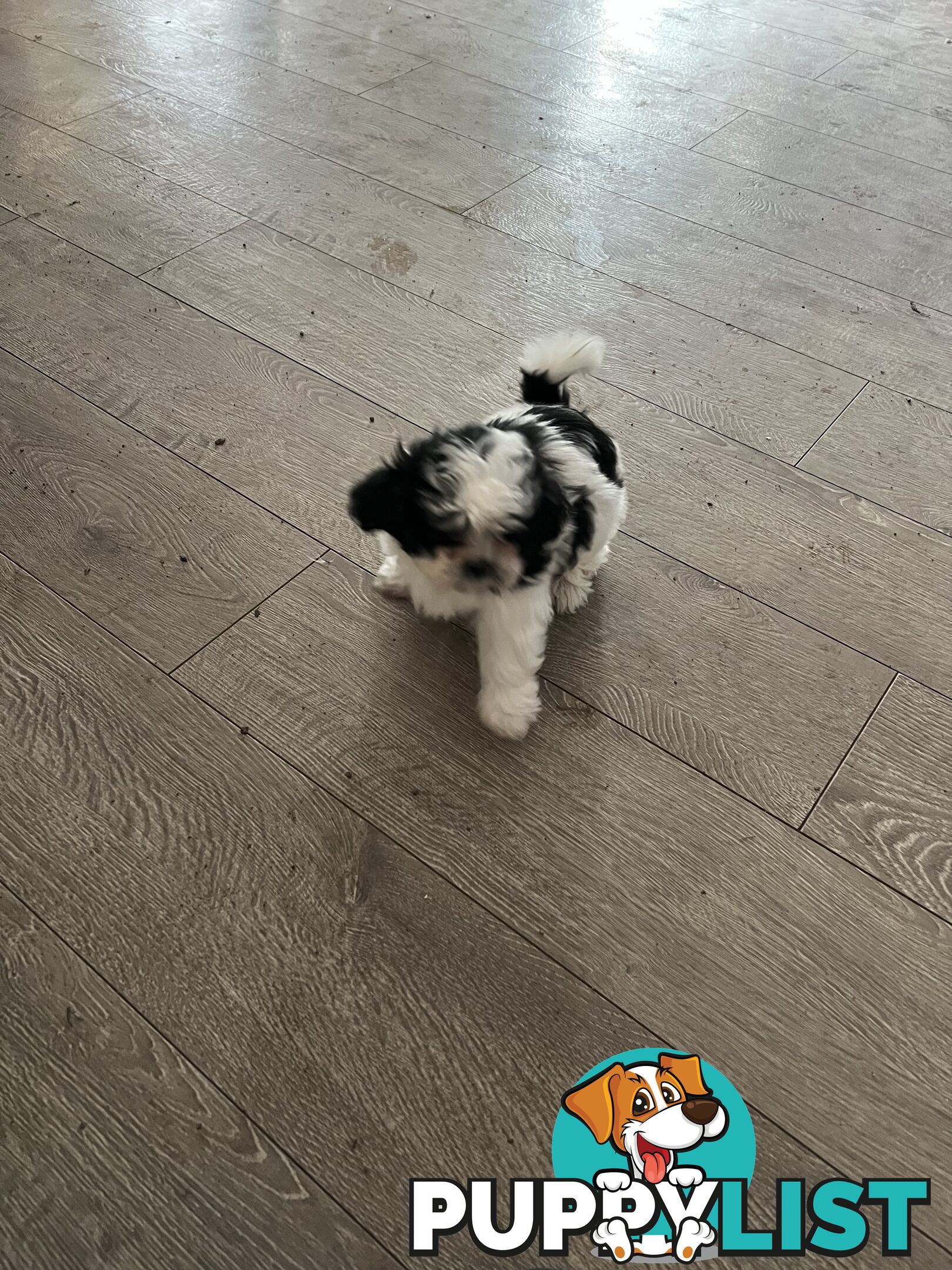 Beautiful Maltese Shitzu Puppies Ready for Forever Home