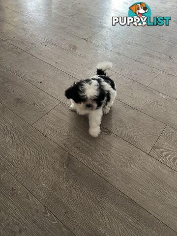 Beautiful Maltese Shitzu Puppies Ready for Forever Home