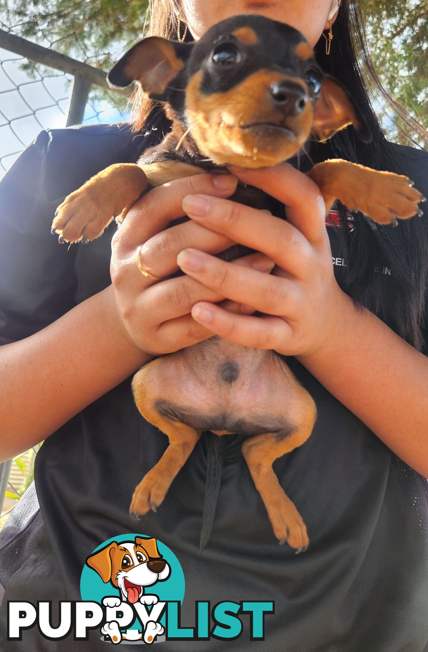 Miniature Pinscher Puppies