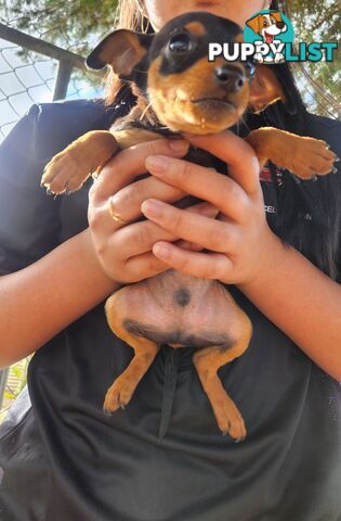 Miniature Pinscher Puppies