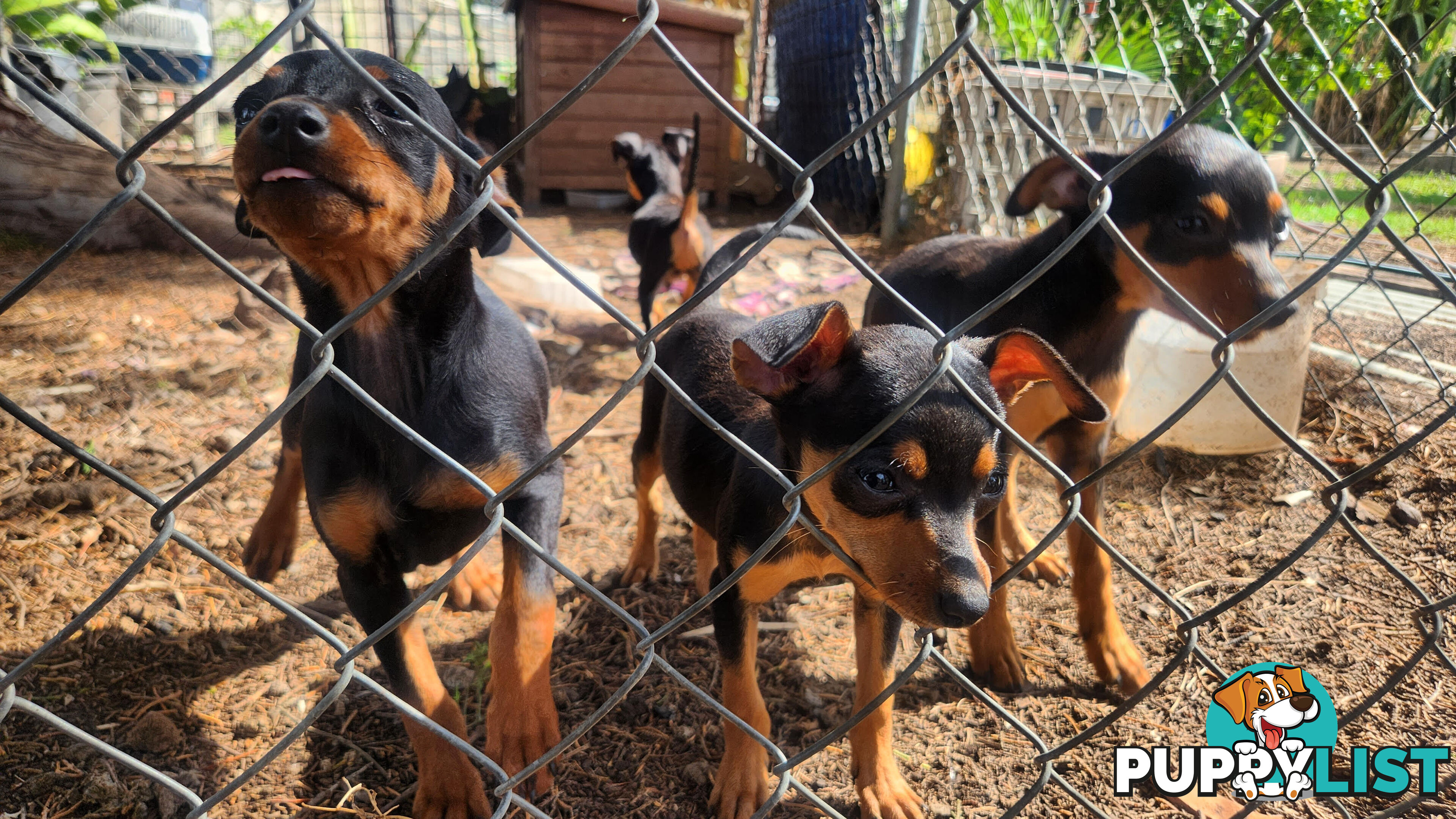 Miniature Pinscher Puppies