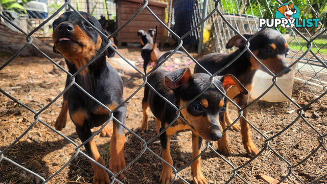 Miniature Pinscher Puppies