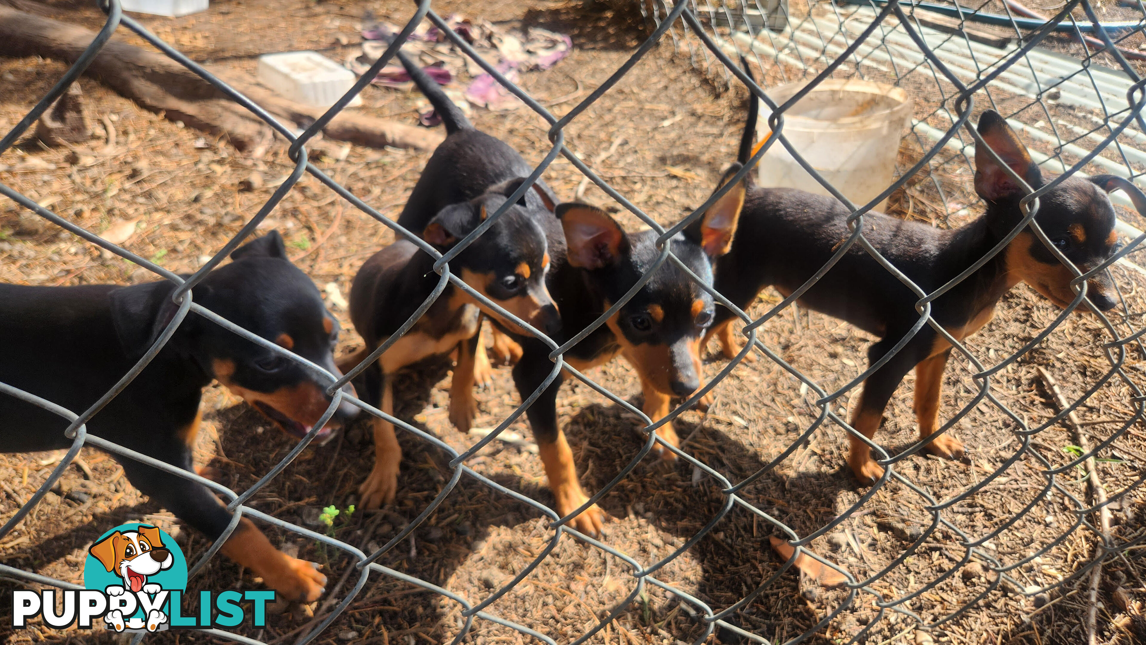 Miniature Pinscher Puppies