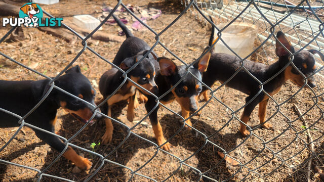 Miniature Pinscher Puppies