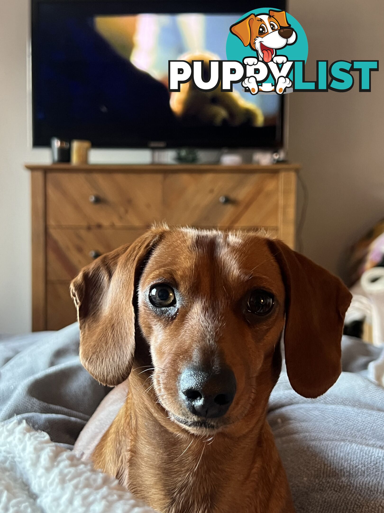 3 beautiful Mini Dachshunds For Sale