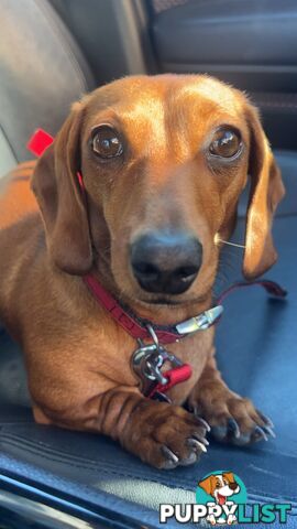 3 beautiful Mini Dachshunds For Sale