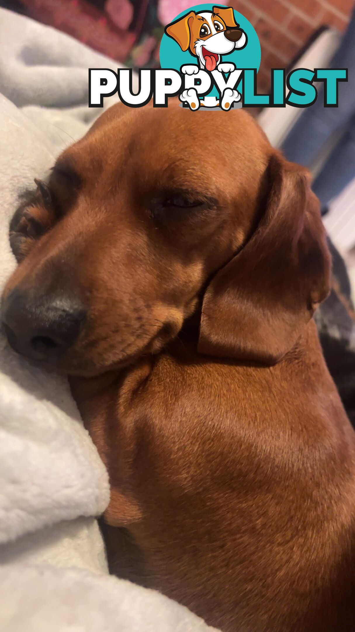 3 beautiful Mini Dachshunds For Sale