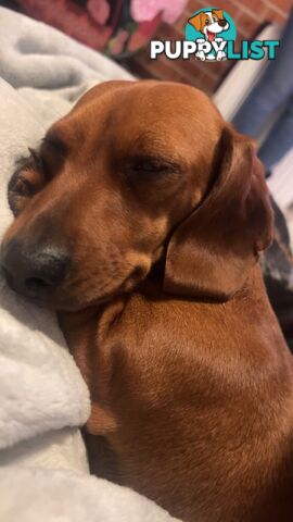 3 beautiful Mini Dachshunds For Sale