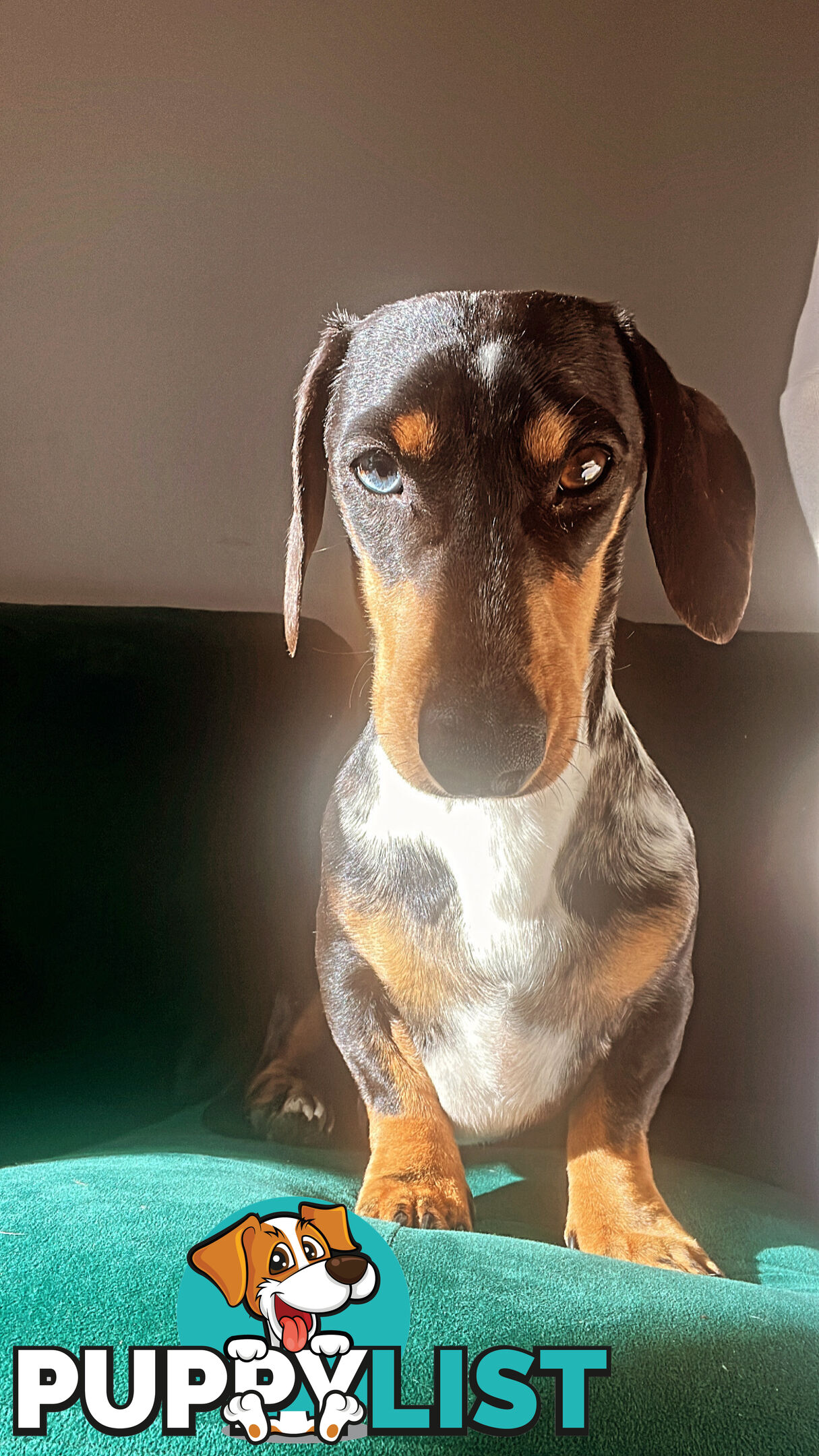 3 beautiful Mini Dachshunds For Sale