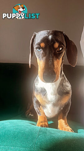 3 beautiful Mini Dachshunds For Sale
