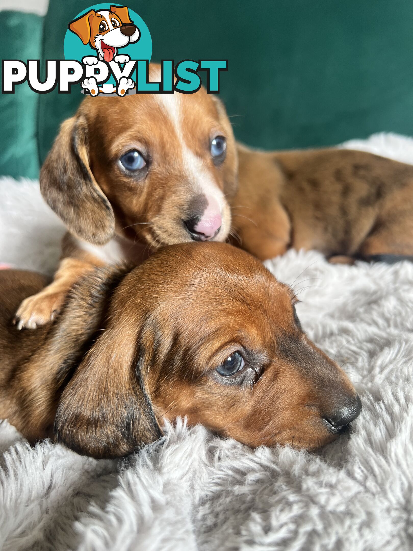 3 beautiful Mini Dachshunds For Sale
