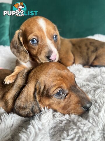 3 beautiful Mini Dachshunds For Sale