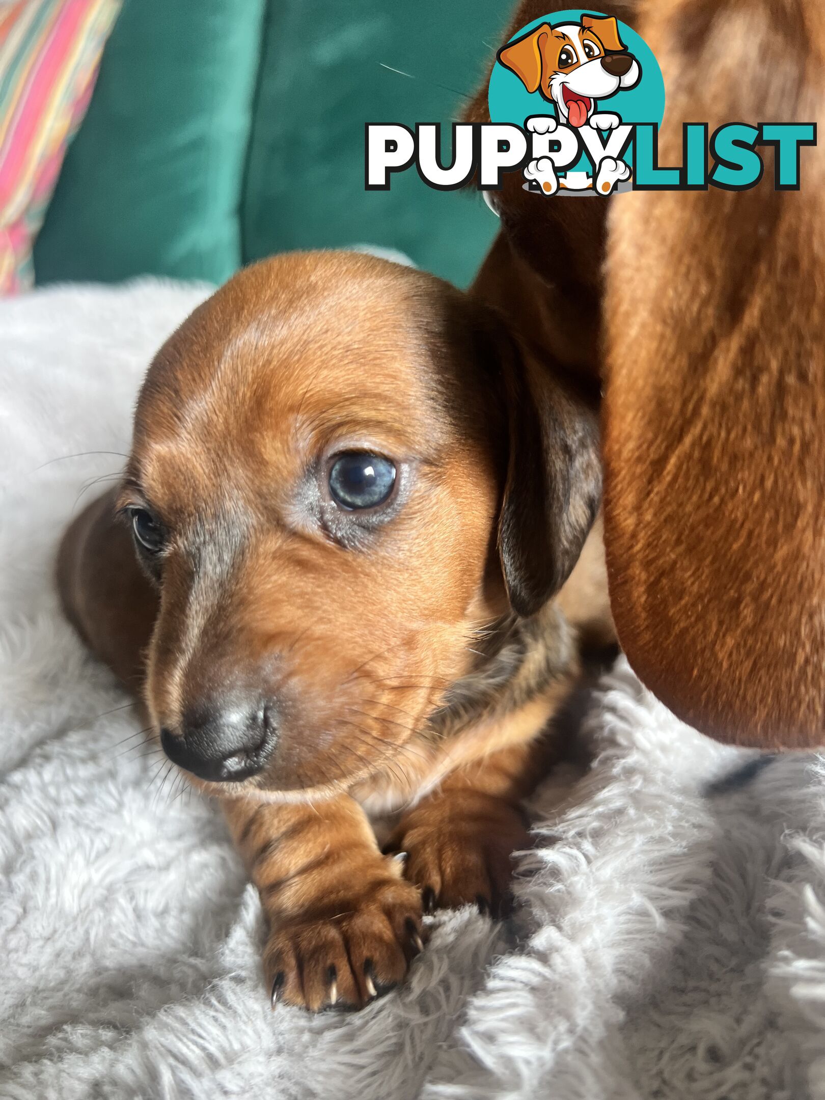 3 beautiful Mini Dachshunds For Sale