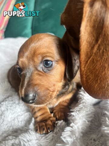 3 beautiful Mini Dachshunds For Sale