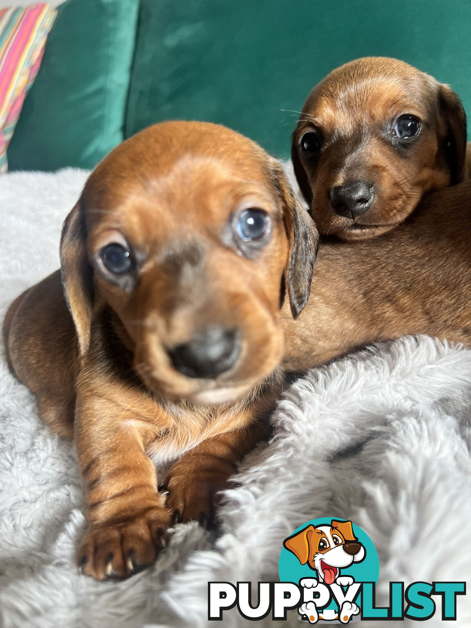 3 beautiful Mini Dachshunds For Sale