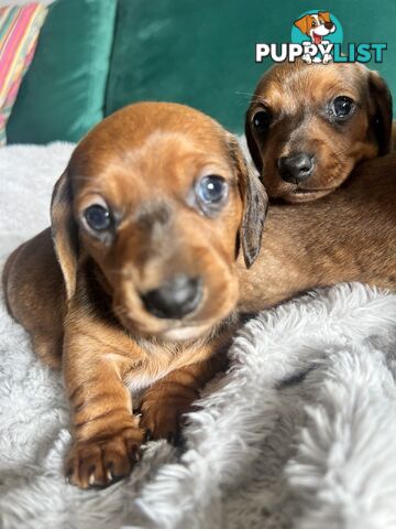 3 beautiful Mini Dachshunds For Sale