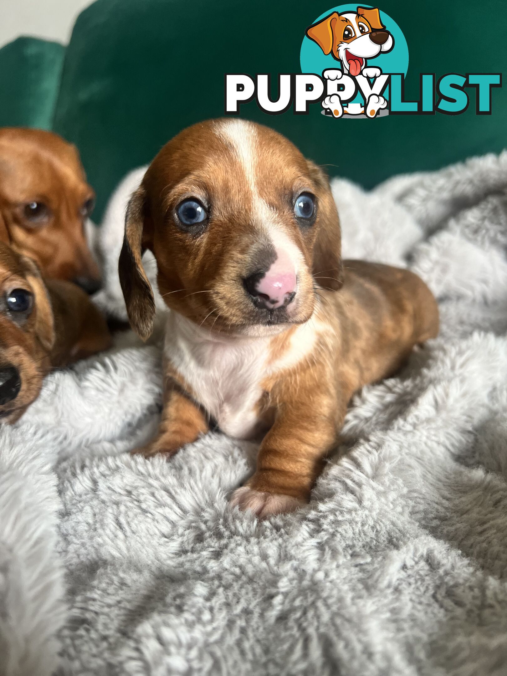 3 beautiful Mini Dachshunds For Sale