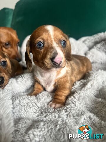3 beautiful Mini Dachshunds For Sale