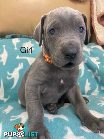 Blue Great Dane puppies