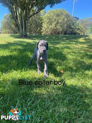 Blue Great Dane puppies