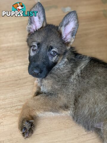 7 beautiful sable/black and tan puppies to new home