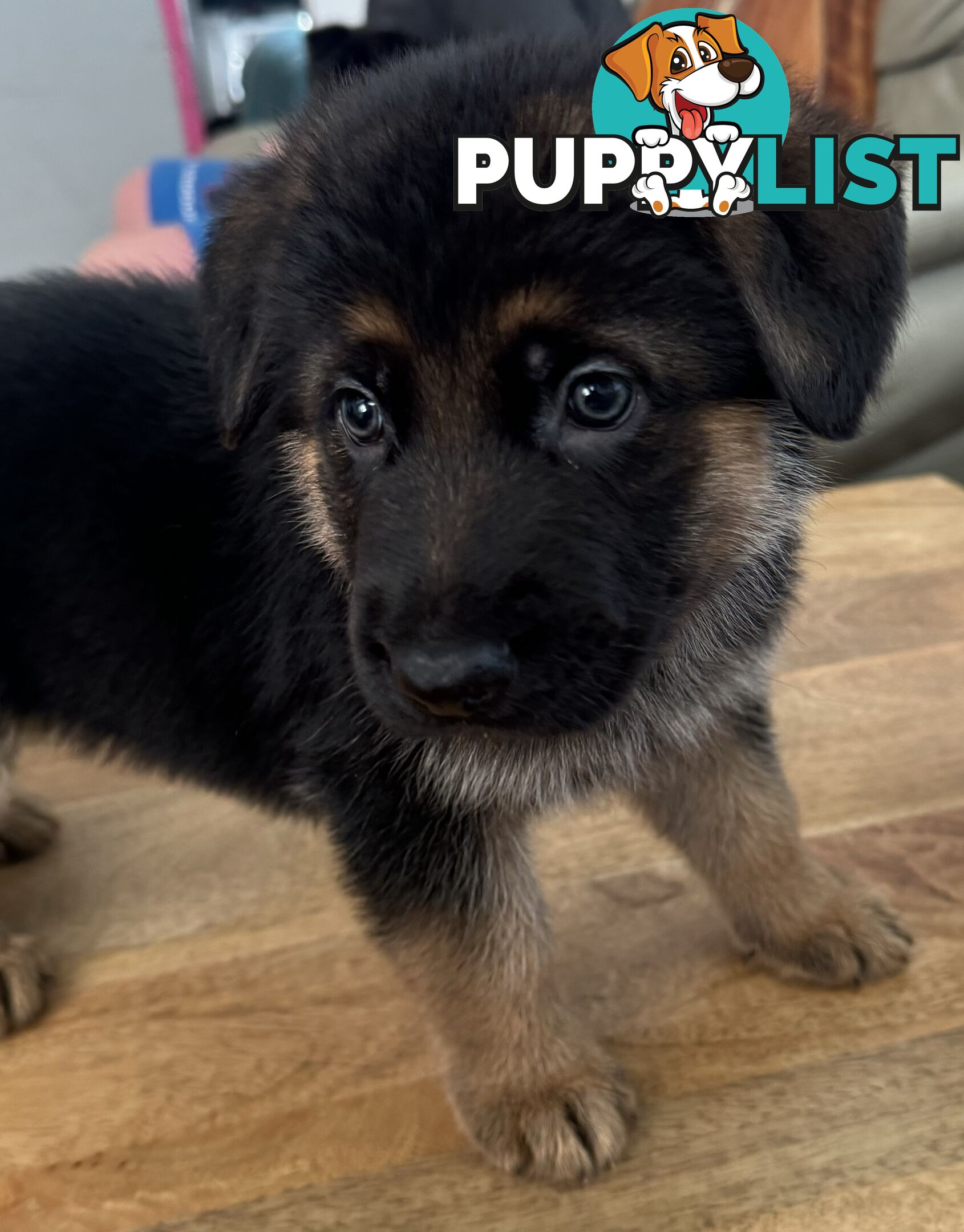 German Shepherd  pups