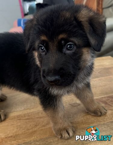 German Shepherd  pups