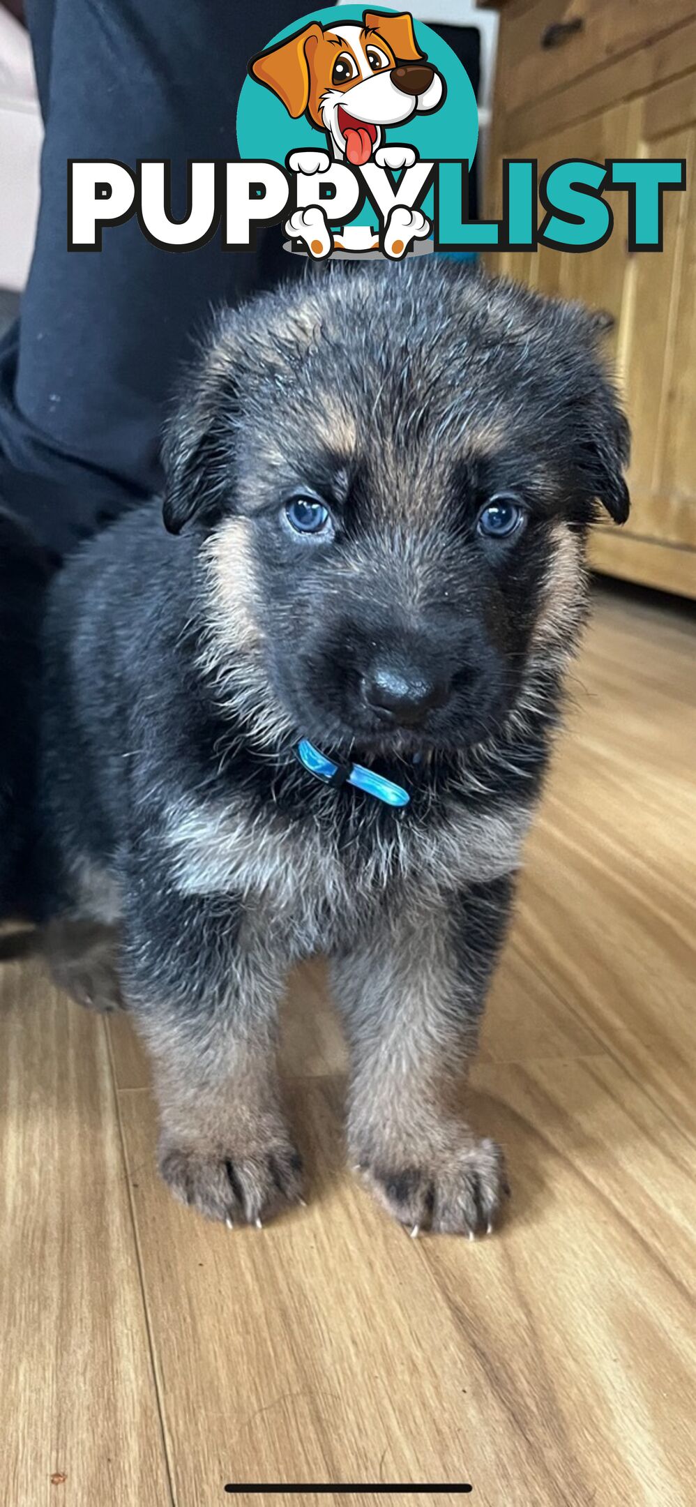 German Shepherd  pups