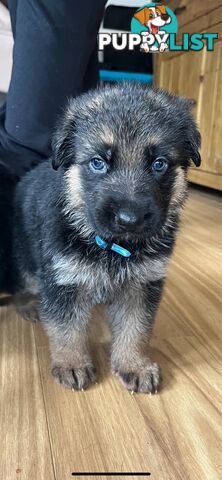 German Shepherd  pups