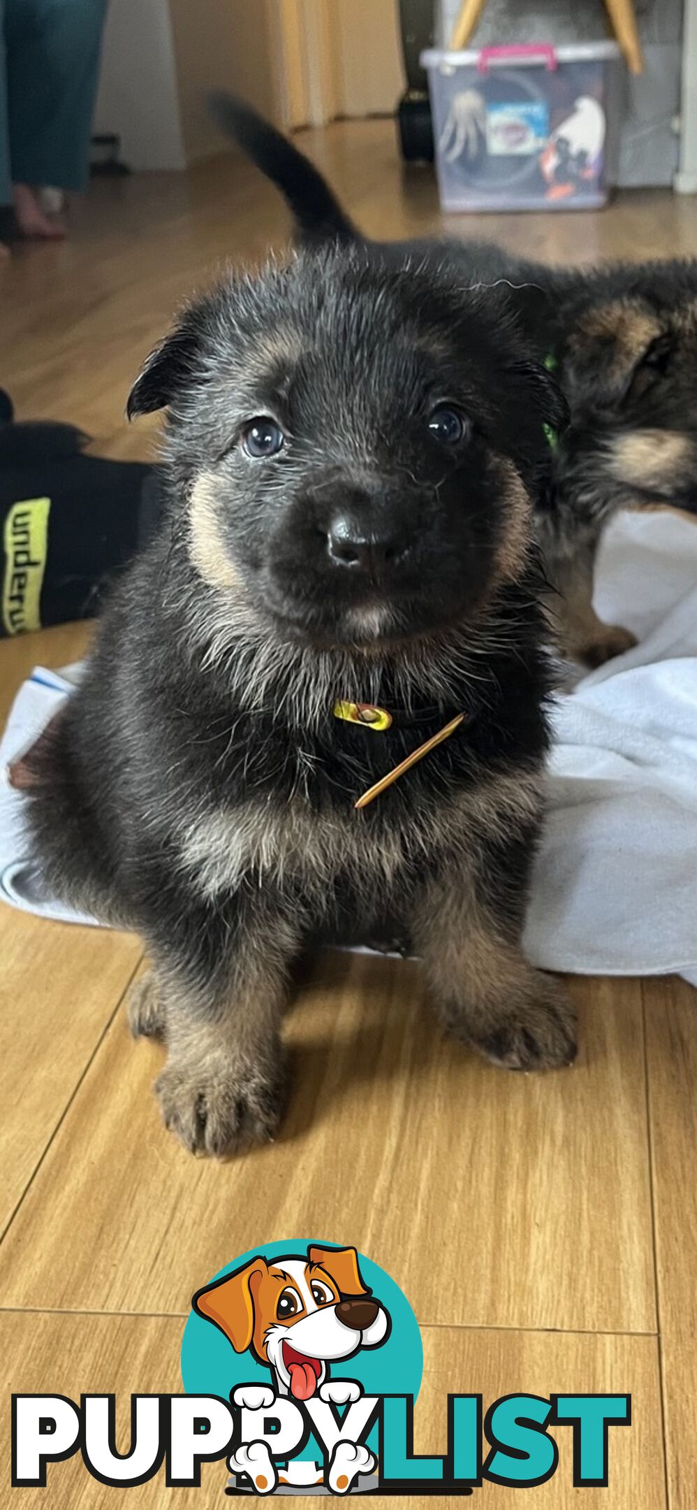 German Shepherd  pups