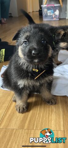 German Shepherd  pups