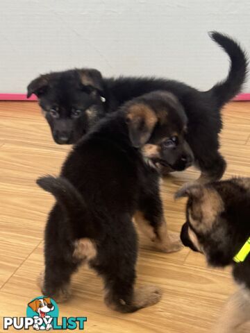 German Shepherd  pups