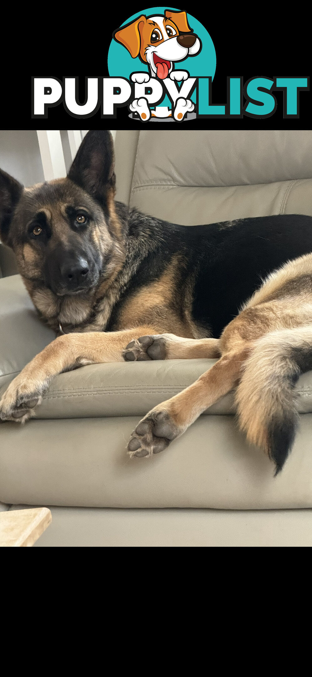 German Shepherd  pups