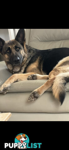 German Shepherd  pups