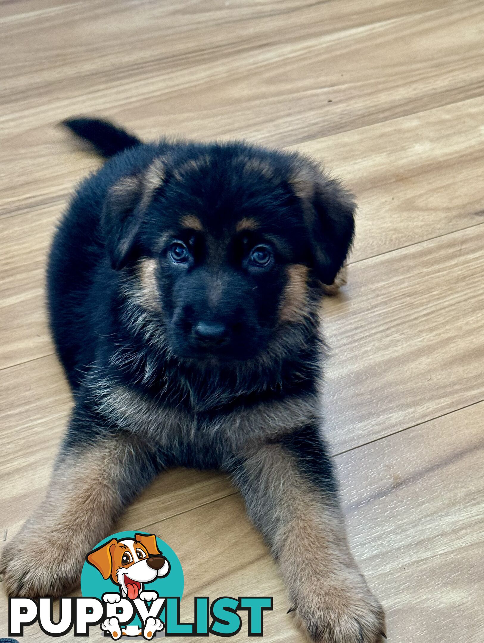 German Shepherd  pups