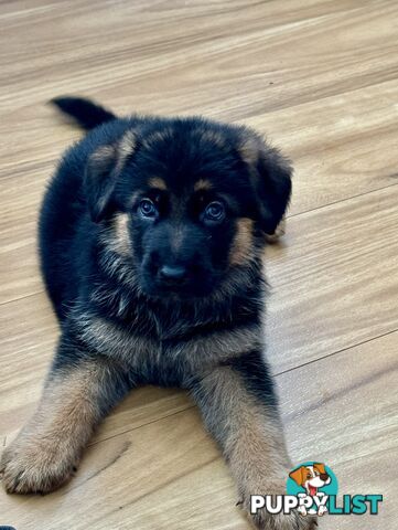 German Shepherd  pups