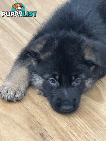 German Shepherd  pups