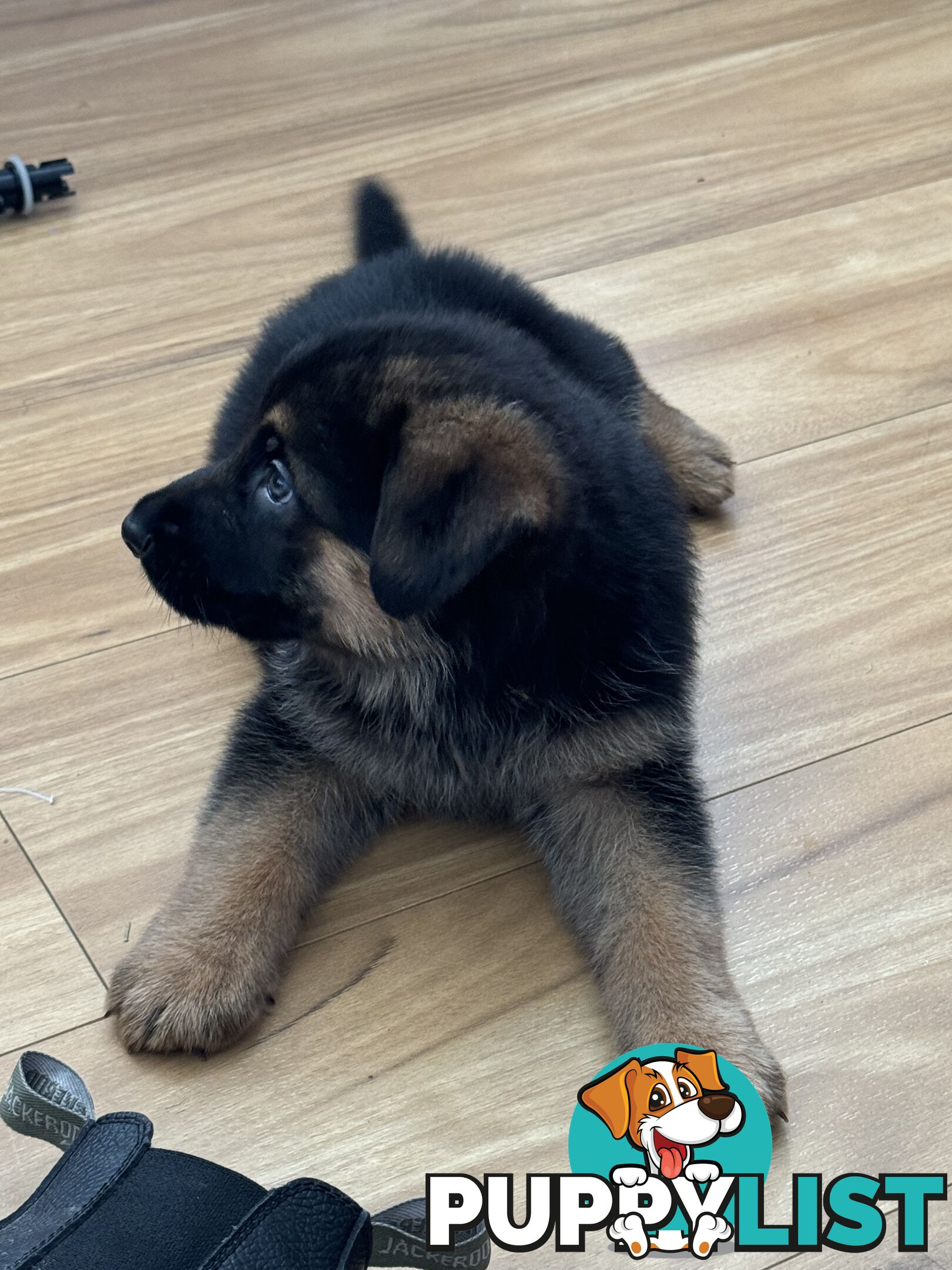 German Shepherd  pups