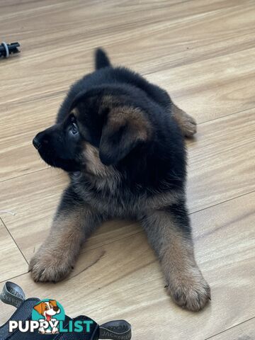 German Shepherd  pups