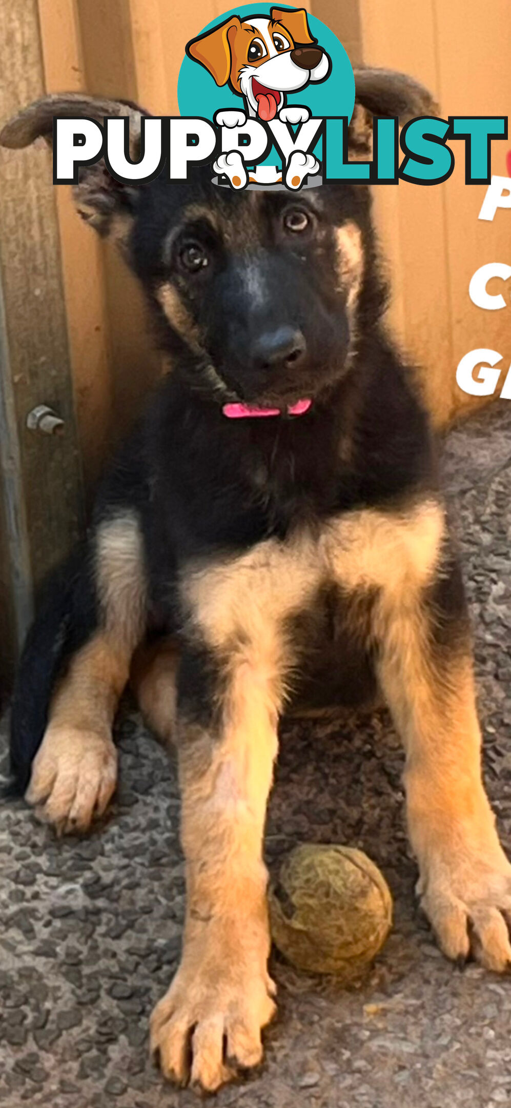 German shepherd puppies