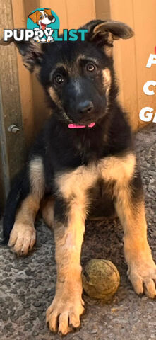 German shepherd puppies