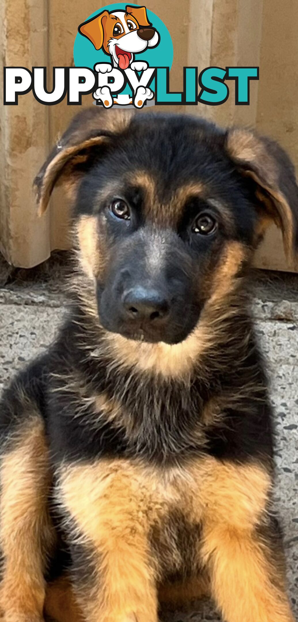 German shepherd puppies