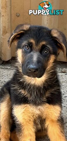 German shepherd puppies