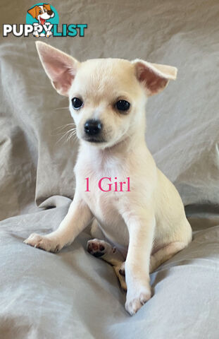 4 Purebred Chihuahua puppies