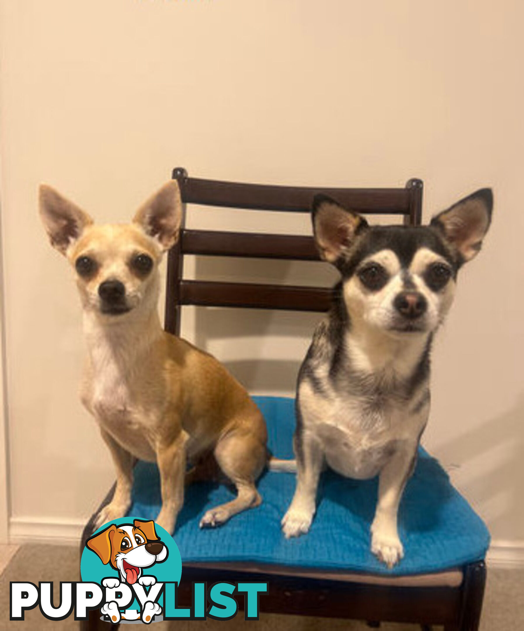 4 Purebred Chihuahua puppies